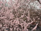 我的家乡天津－桃花堤，桃花园里赏桃花