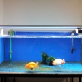 goldfish oct2012