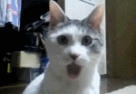 20402_1321021399xk98.gif