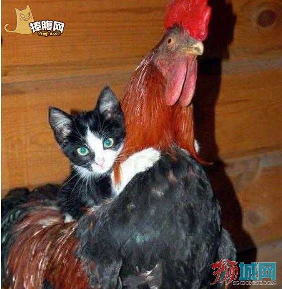 Cat_138357.jpg