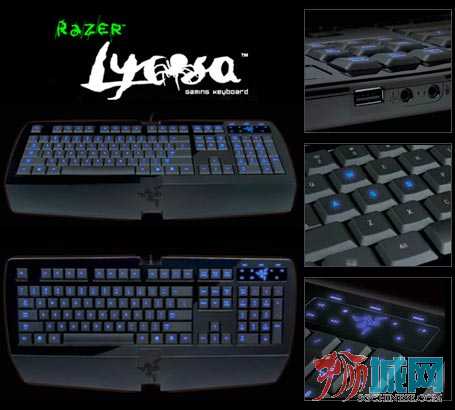 lycosa.jpg