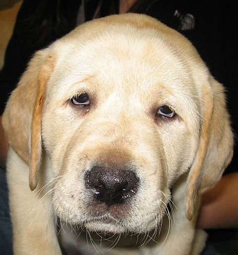 yellowlab-this-time-with-a-cute-sleepy-face.jpg