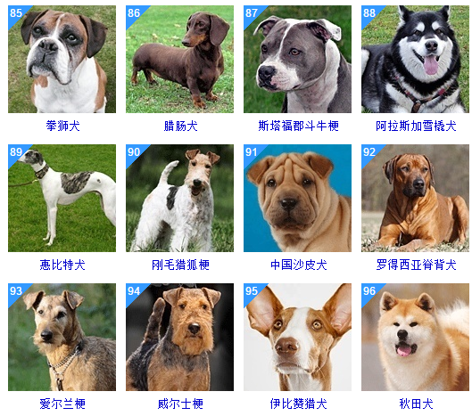 十大聪明犬排名前十名图片