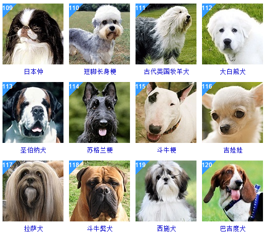 犬类智商排名图片