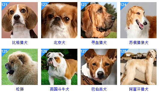 十大蠢狗排名图片