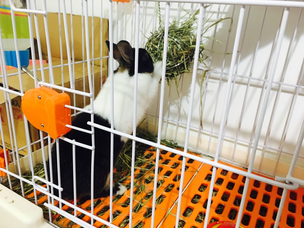 三个月大黑色母兔和母兔笼子