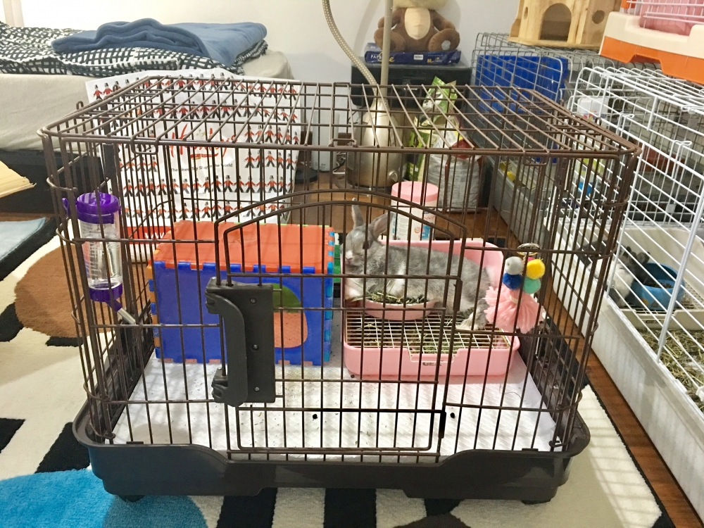 三个月大灰色公兔和公兔笼子