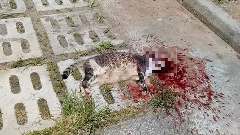 20180220-sg-cat-killed-1.jpg