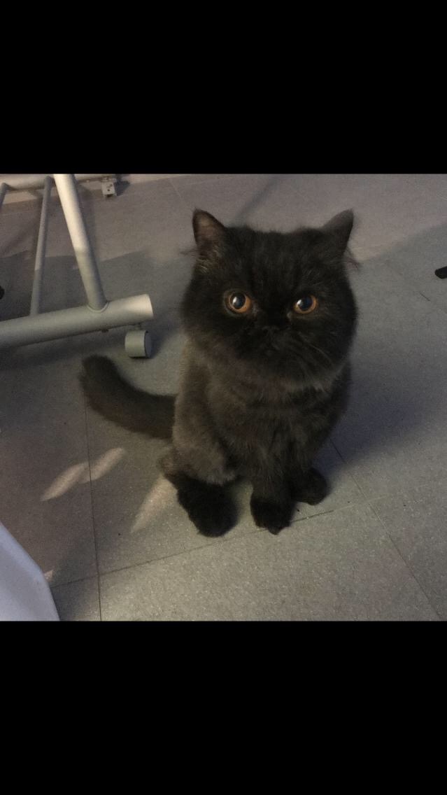黑色波斯猫纯黑图片