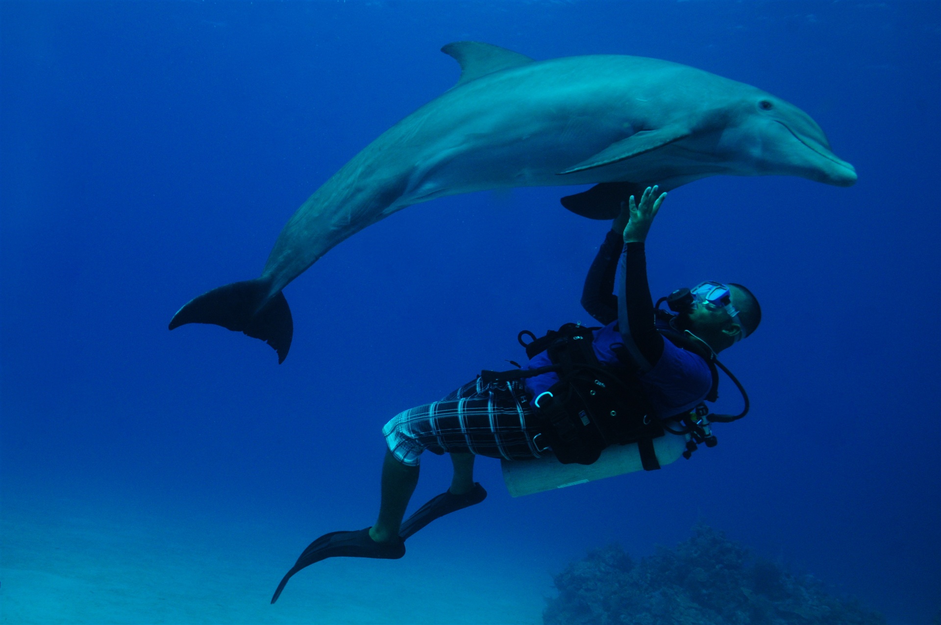 dolphin-dive-roatan.jpg