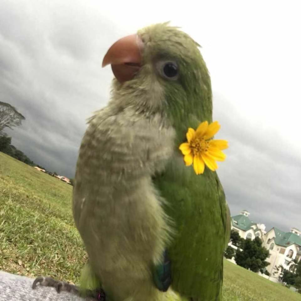 Funny Quake parrots looking for Moma.JPG