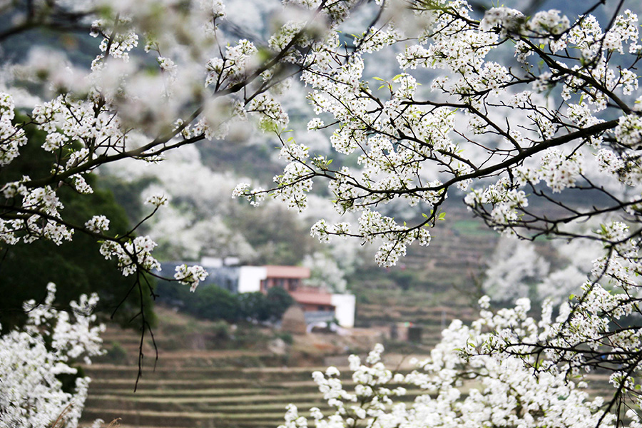 China-Wulong-flowers-romantic-c503.jpg