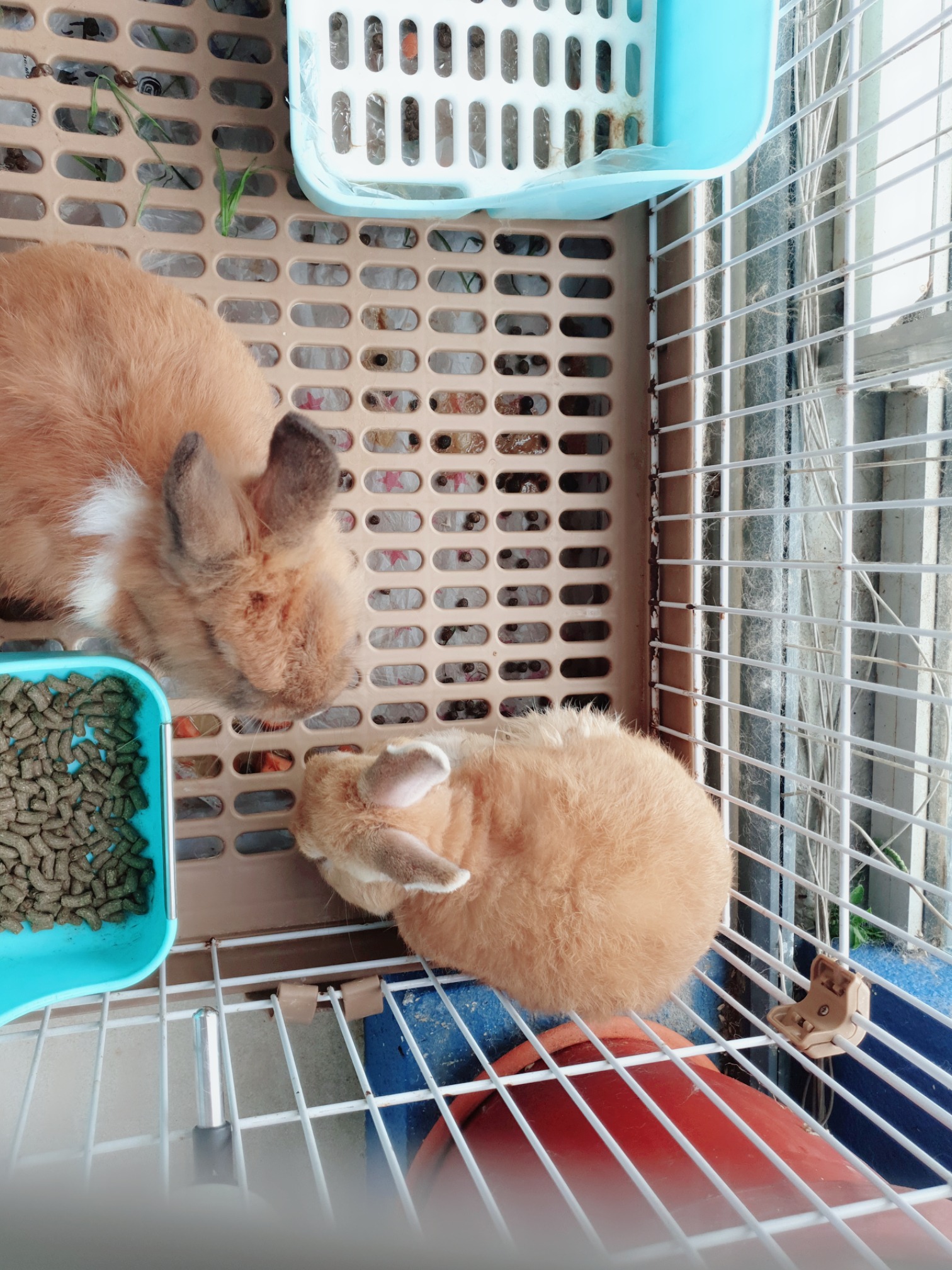 出售两只小兔子 一公一母 - 宠物交易 -轻微使用痕迹 - 爱心宠物 新加坡狮城论坛