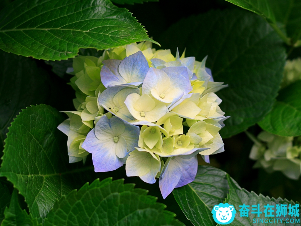 Hydrangeas.jpg