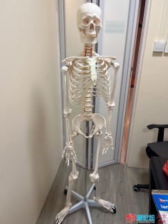 医用人体骨骼